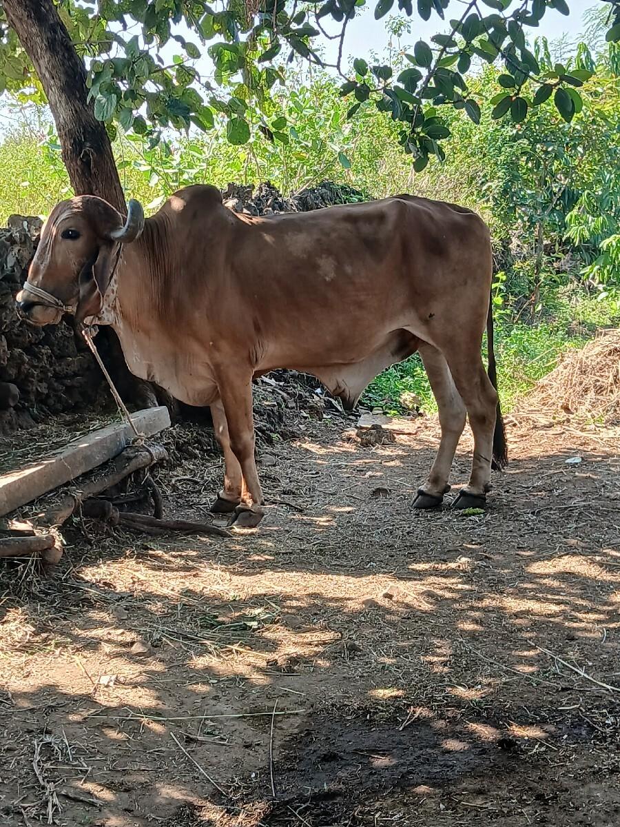 બળદ વેચવાના છે