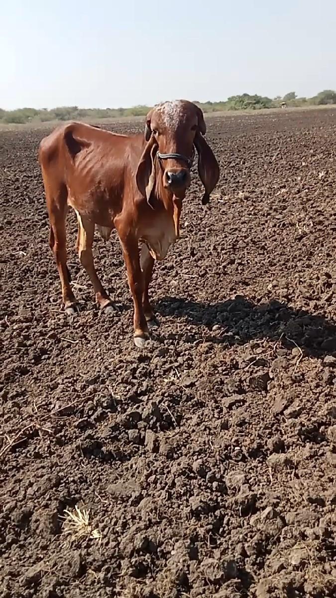 थंबनेल 3