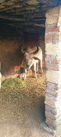 બળદ વેચવાના છે