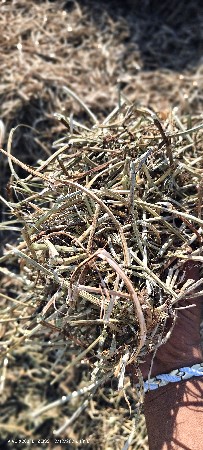 હા ભૂકો વેચવાનો છે