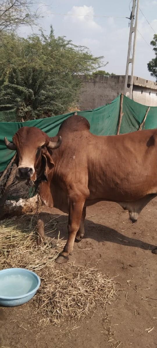 थंबनेल 2