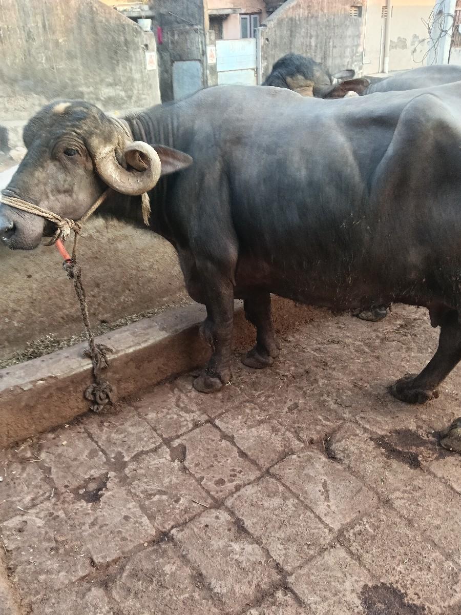 ભેંસ વેચવાની છે