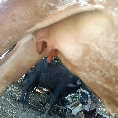 ગાય વેચવાનીછે