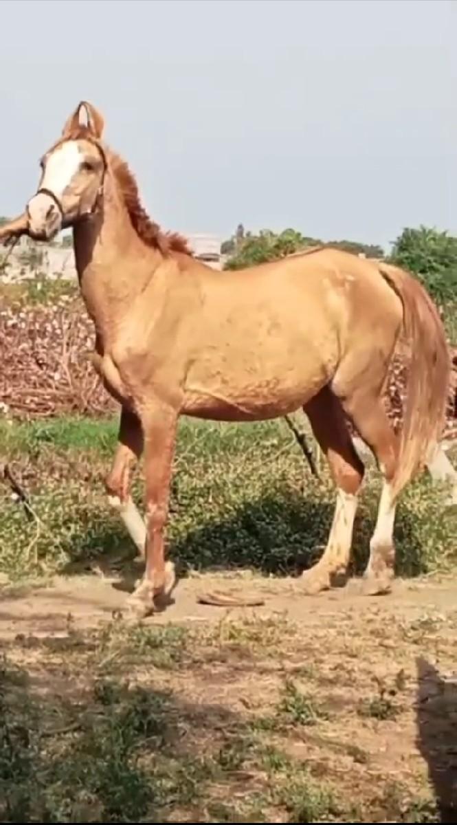 ઘોડી વેચવાની છે