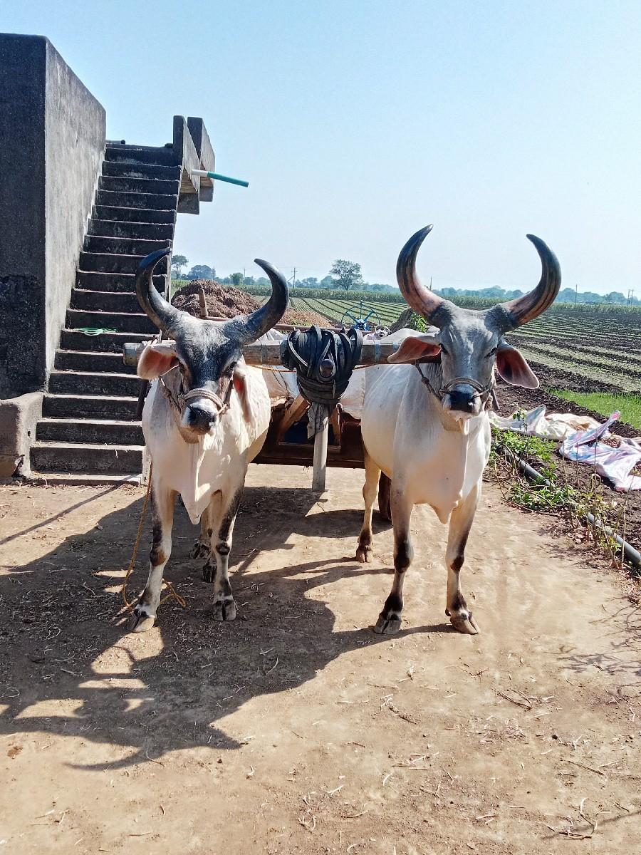બળદ વેચવાના છે