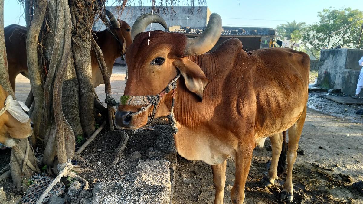 વેચવાના