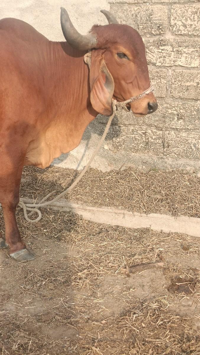 थंबनेल 2