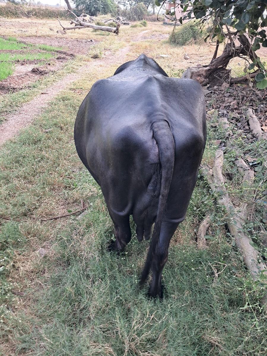 थंबनेल 2