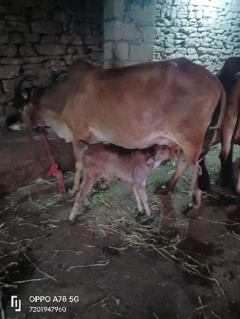 થંબનેલ 6