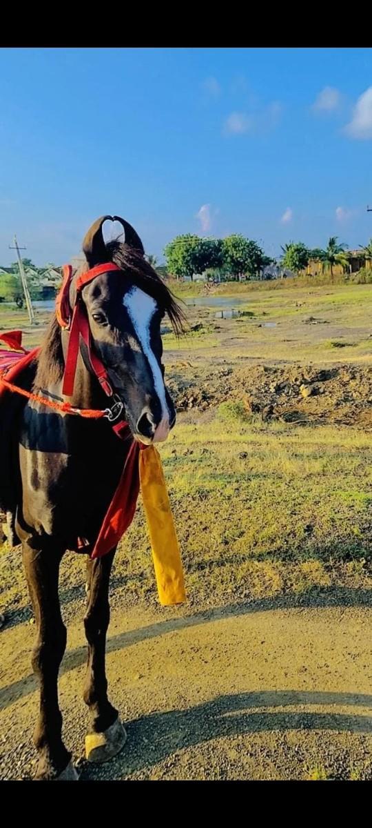 थंबनेल 3