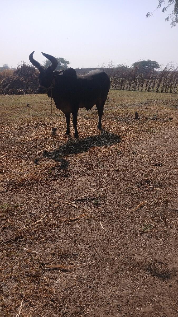 થંબનેલ 2