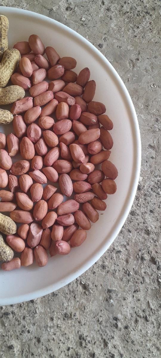 કે 41 માંડવી નું  બિયારણ vechav