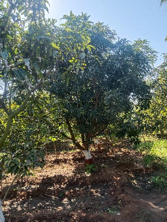 थंबनेल 3