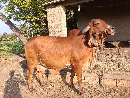 થંબનેલ 2