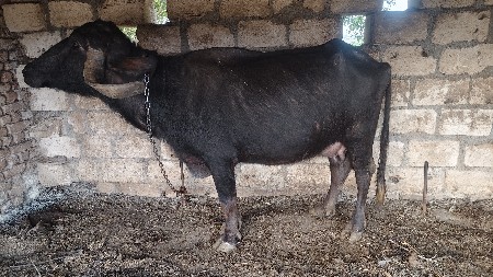 થંબનેલ 2