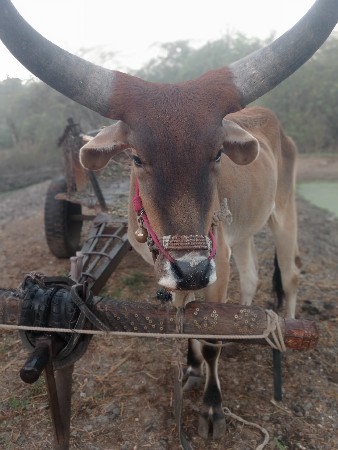 ગોધલા વેચવાના છે