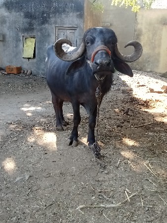 થંબનેલ 2