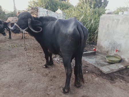 2વેતર6લીટરદુધ