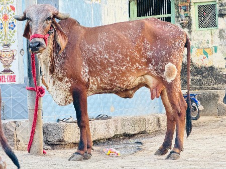 હોડકી વેચવાની છે