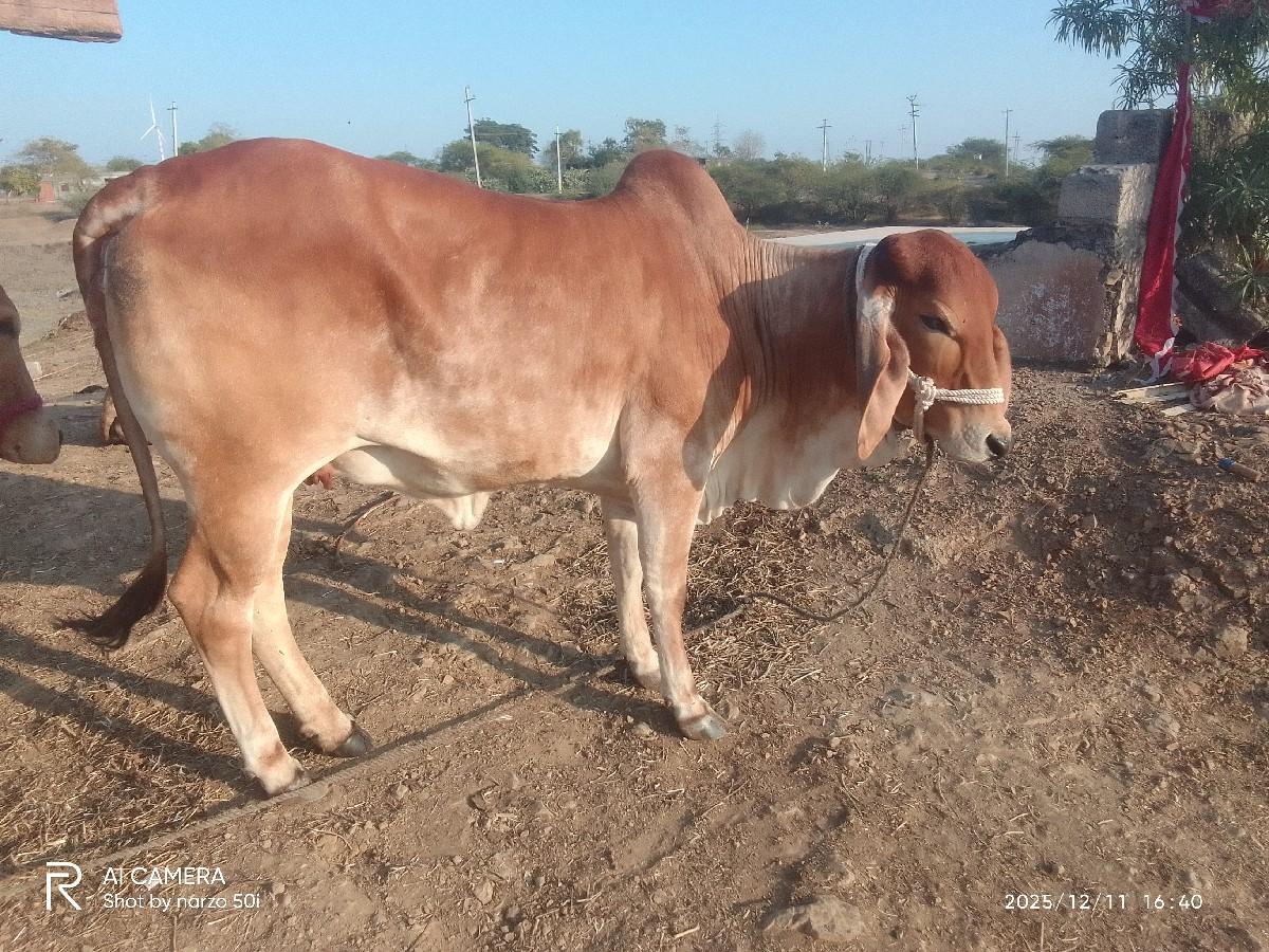 હોટકી વેચવાની છે