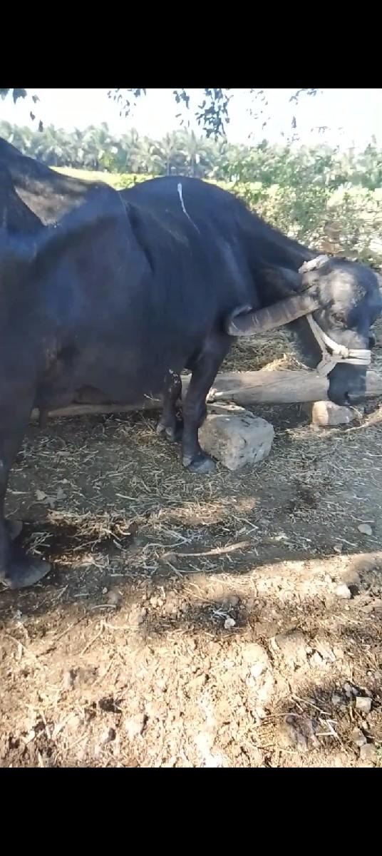 ભેશ વેસવાની છે