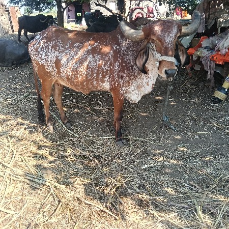 थंबनेल 3