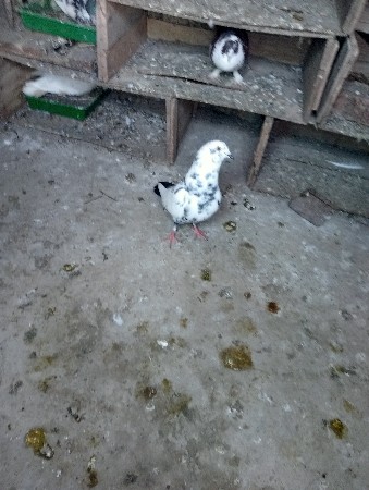 થંબનેલ 3