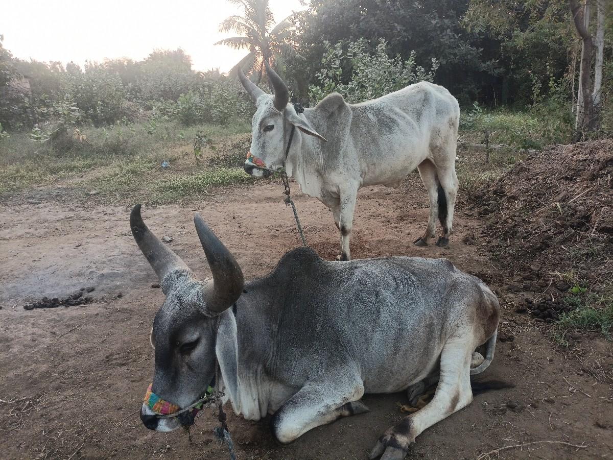 થંબનેલ 2