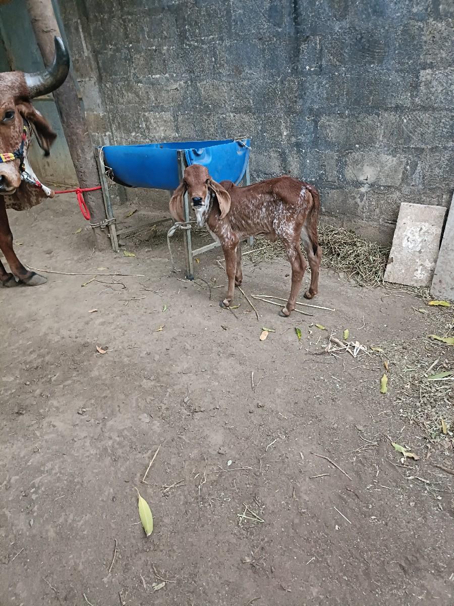 थंबनेल 2