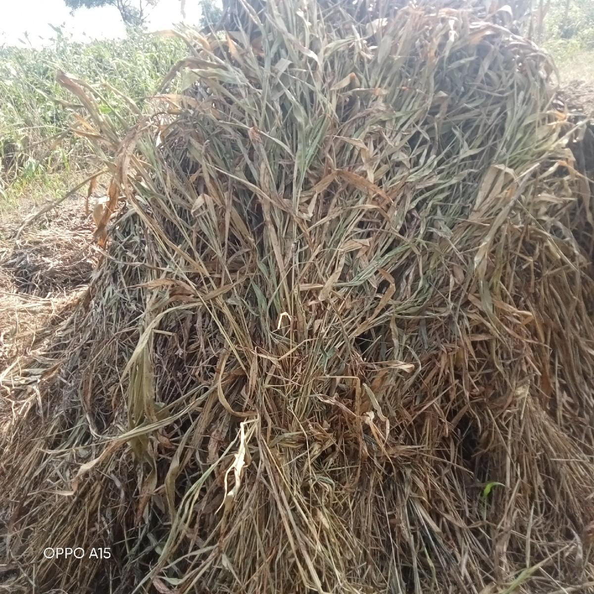 જુવારપુરા વેચવાના છે