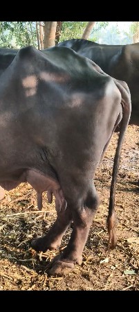 થંબનેલ 3