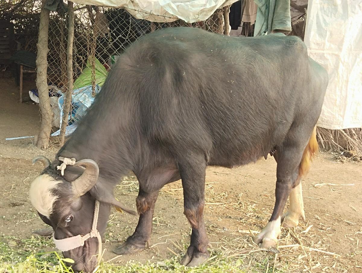 થંબનેલ 3