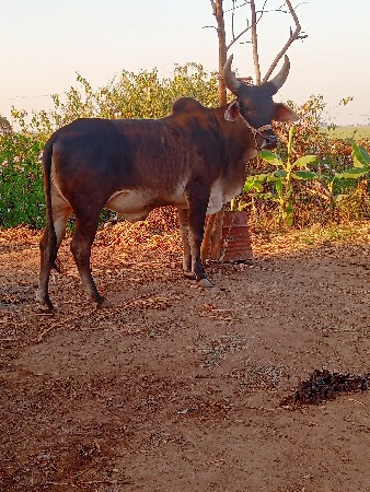 ગોઢલો વેસવા નો સે