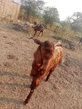 ત્રણ ત્રણ વર્ષના ત્રણ પકડા વેચવાના