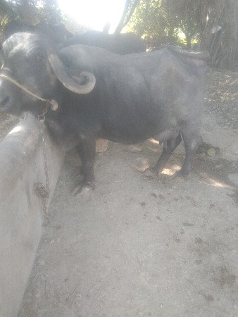 પિઠીયા રામ સી રામ ગામ નગીચાણા