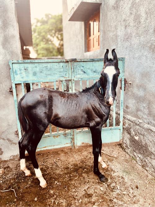 મારવાડી લાઇન નો વછેરો સેલ