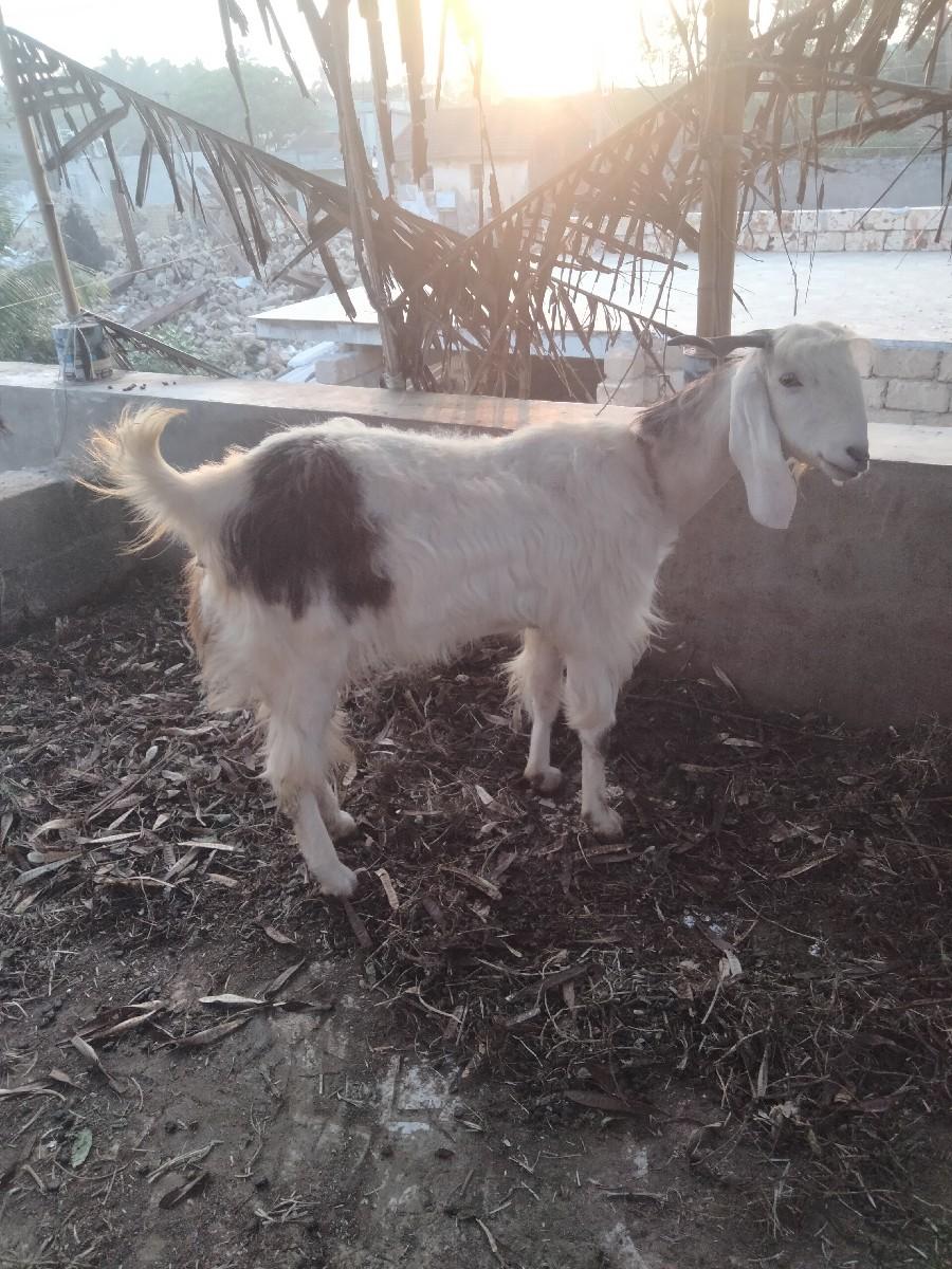 બકરી વેચવાની. છે