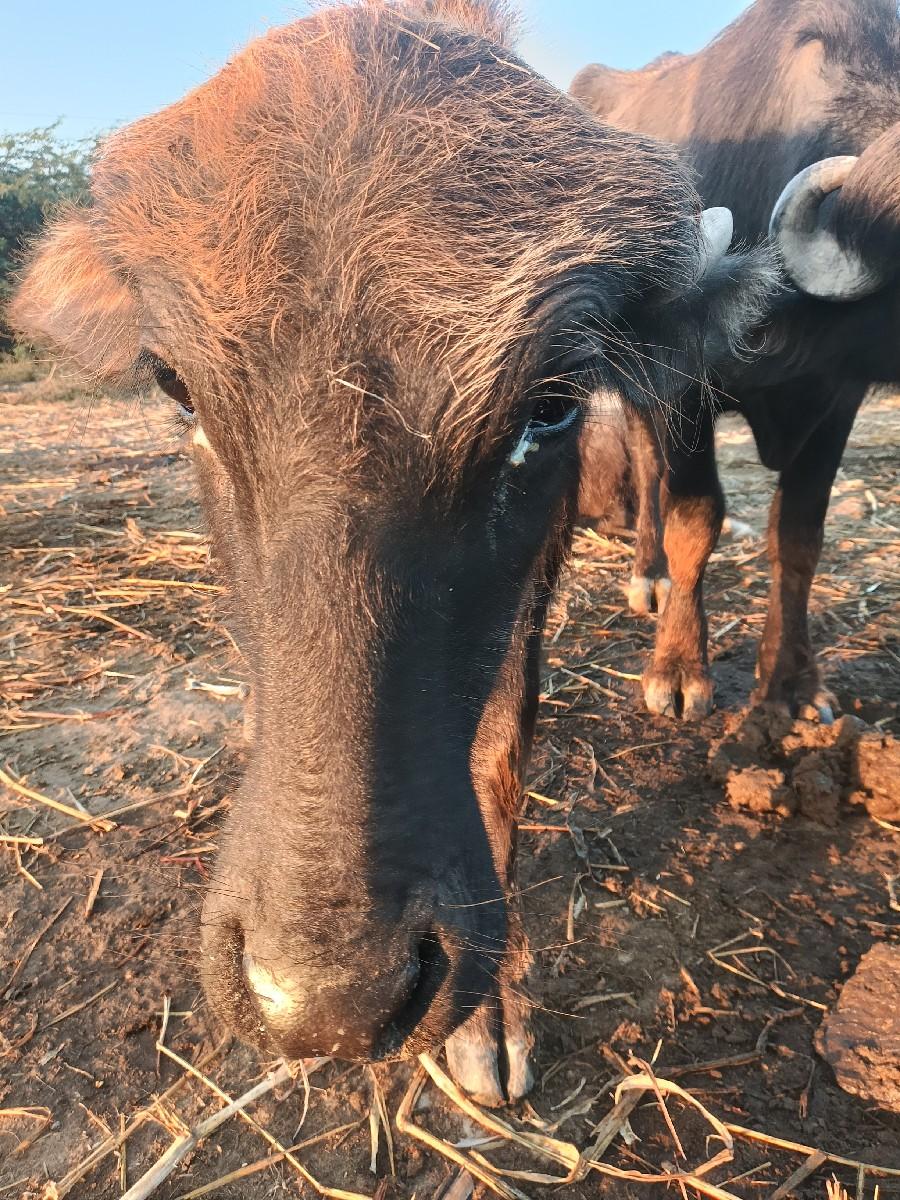 પાડો સાટા પાડવાના છે પાડી હોય તો