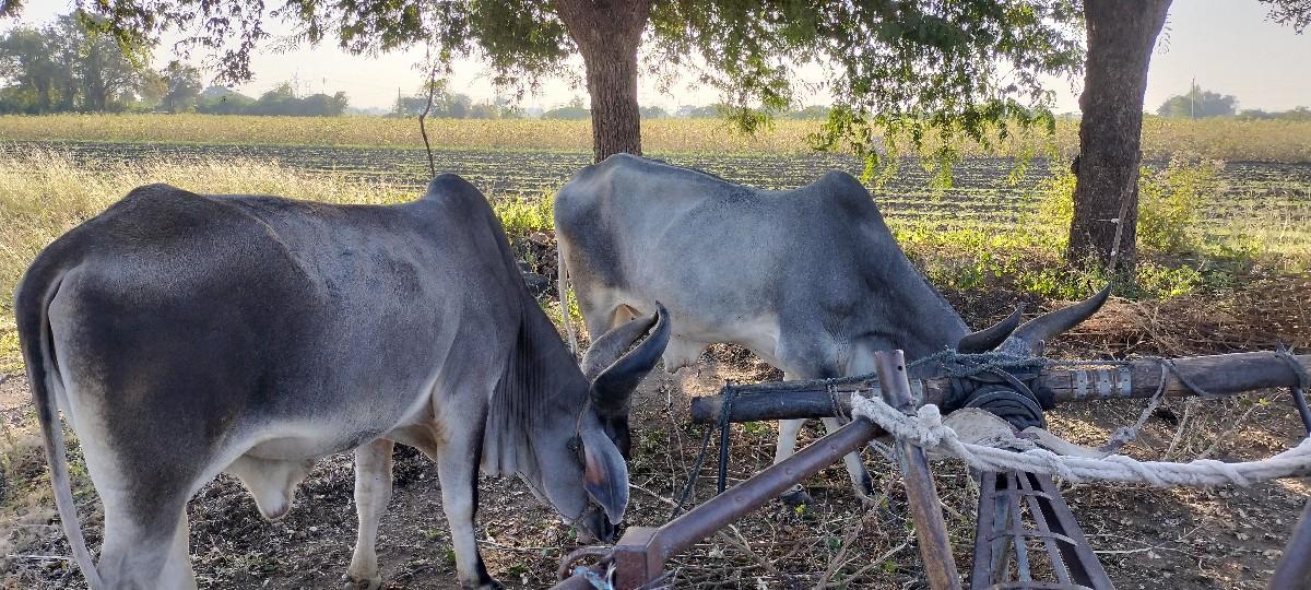 थंबनेल 3