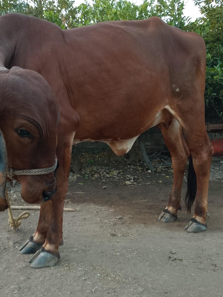 હોળકી વેશવાની