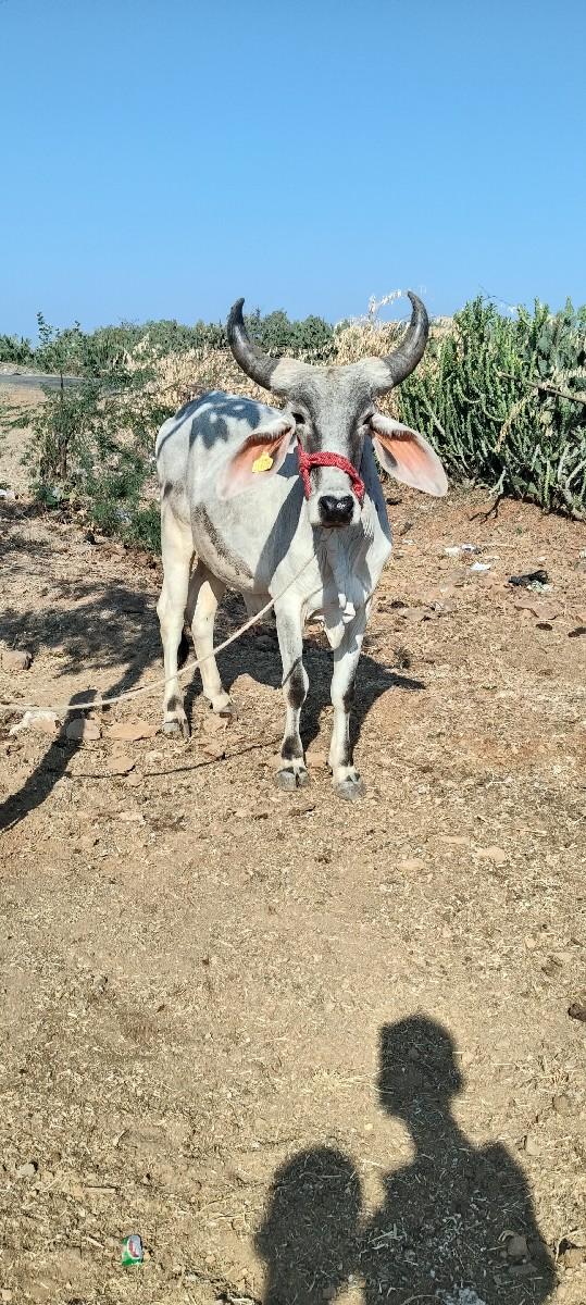 આ વાસડા વેસવા ના છે