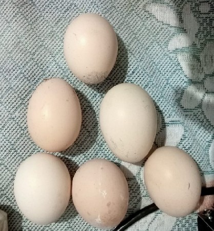 શીલકી મૂરગી ના ઈંડા મળસે