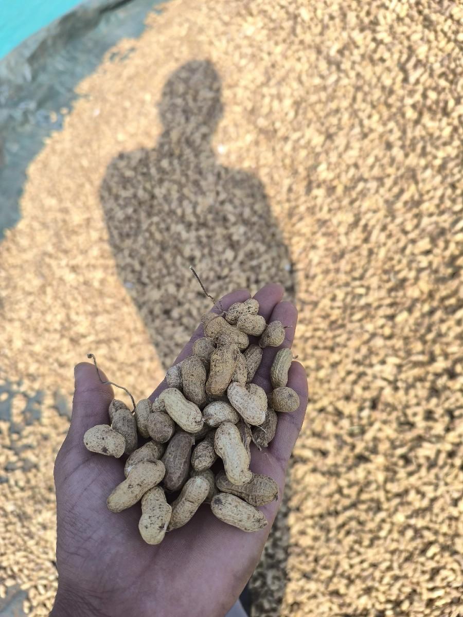 મગફળી નું બિયારણ વેચવા નું છે