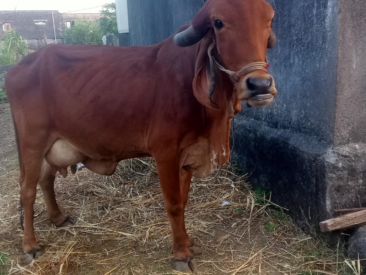 લાલ ઞૉરી 2, વૅતર