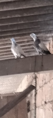 ખબૂતર ઉડાન 2 નંગ મેલ ફિમેલ