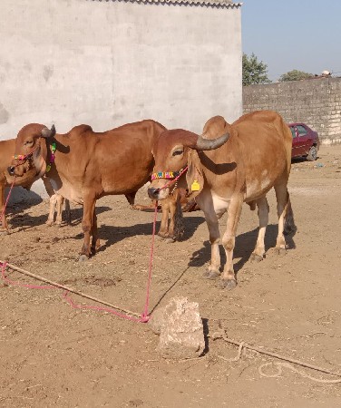 Junagarh pahchan Taluka