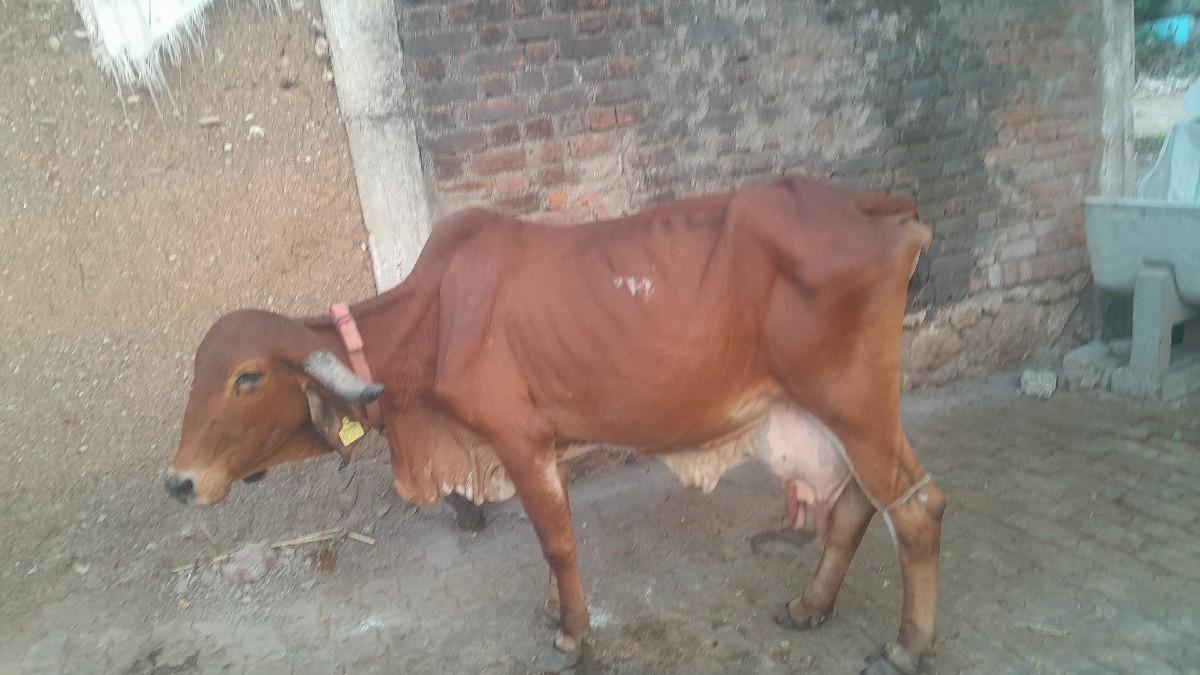 થંબનેલ 3