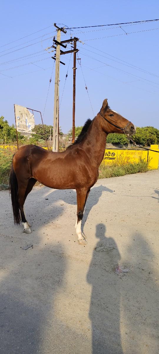 થંબનેલ 2