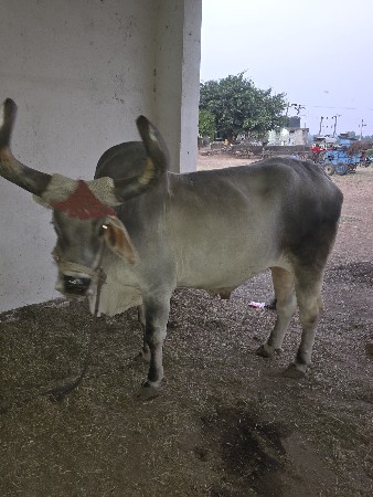 थंबनेल 2