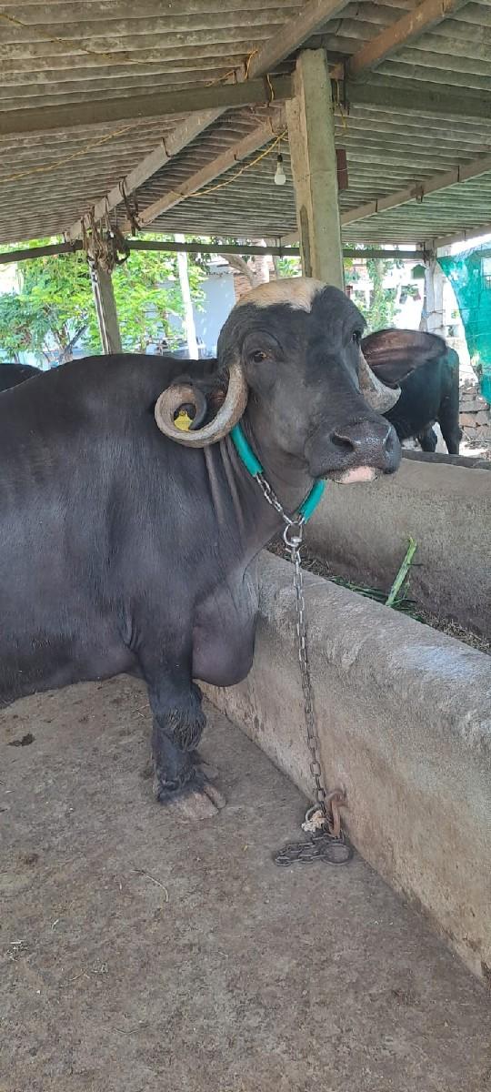 થંબનેલ 2